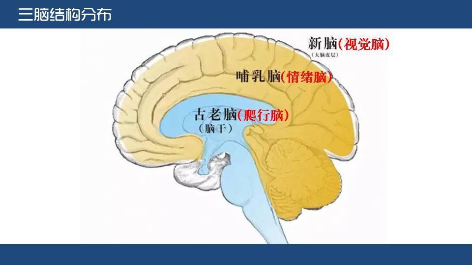 三脑原理